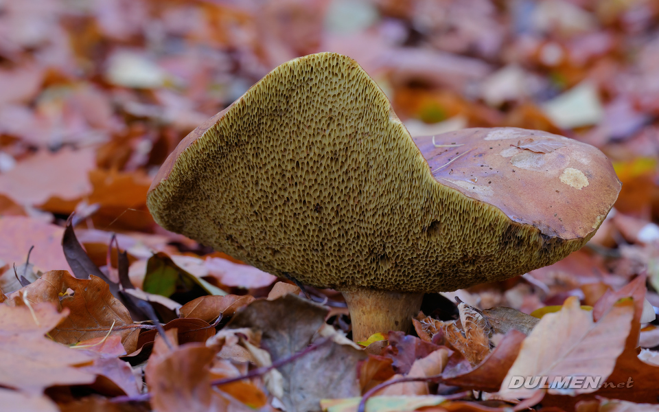 Penny Bun (Boletus edulis)